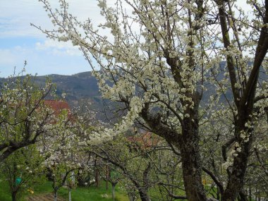 Tiglieto, İtalya - 04/23/2018: bahar büyük bir gökyüzü, beyaz kiraz çiçeği bahar mavi gökyüzü karşı düşük açılı görünümü ile köyden bazı çiçeklerin güzel resim yazısı 