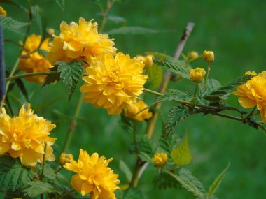 Tiglieto, İtalya - 04/23/2018: bahar büyük bir gökyüzü, beyaz kiraz çiçeği bahar mavi gökyüzü karşı düşük açılı görünümü ile köyden bazı çiçeklerin güzel resim yazısı 