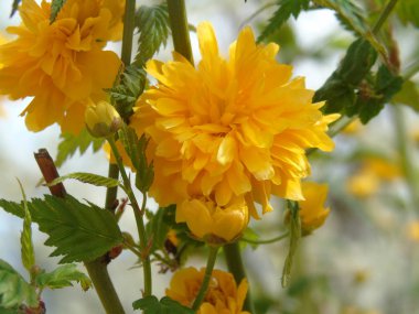 Tiglieto, İtalya - 04/23/2018: bahar büyük bir gökyüzü, beyaz kiraz çiçeği bahar mavi gökyüzü karşı düşük açılı görünümü ile köyden bazı çiçeklerin güzel resim yazısı 