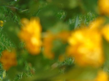 Tiglieto, İtalya - 04/23/2018: bahar büyük bir gökyüzü, beyaz kiraz çiçeği bahar mavi gökyüzü karşı düşük açılı görünümü ile köyden bazı çiçeklerin güzel resim yazısı 