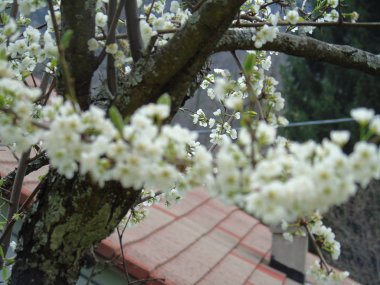 Tiglieto, İtalya - 04/23/2018: bahar büyük bir gökyüzü, beyaz kiraz çiçeği bahar mavi gökyüzü karşı düşük açılı görünümü ile köyden bazı çiçeklerin güzel resim yazısı 