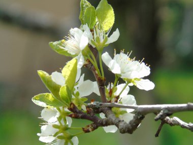Tiglieto, İtalya - 04/23/2018: bahar büyük bir gökyüzü, beyaz kiraz çiçeği bahar mavi gökyüzü karşı düşük açılı görünümü ile köyden bazı çiçeklerin güzel resim yazısı 