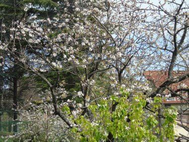 Tiglieto, İtalya - 04/23/2018: bahar büyük bir gökyüzü, beyaz kiraz çiçeği bahar mavi gökyüzü karşı düşük açılı görünümü ile köyden bazı çiçeklerin güzel resim yazısı 