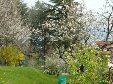 Tiglieto, İtalya - 04/23/2018: bahar büyük bir gökyüzü, beyaz kiraz çiçeği bahar mavi gökyüzü karşı düşük açılı görünümü ile köyden bazı çiçeklerin güzel resim yazısı 