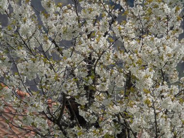 Tiglieto, İtalya - 04/23/2018: bahar büyük bir gökyüzü, beyaz kiraz çiçeği bahar mavi gökyüzü karşı düşük açılı görünümü ile köyden bazı çiçeklerin güzel resim yazısı 