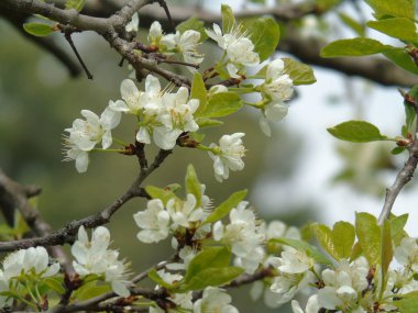 Tiglieto, İtalya - 04/23/2018: bahar büyük bir gökyüzü, beyaz kiraz çiçeği bahar mavi gökyüzü karşı düşük açılı görünümü ile köyden bazı çiçeklerin güzel resim yazısı 