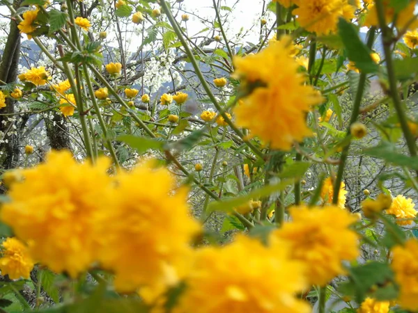 Tiglieto Italien 2018 Smuk Billedtekst Nogle Blomster Fra Landsbyen Foråret - Stock-foto