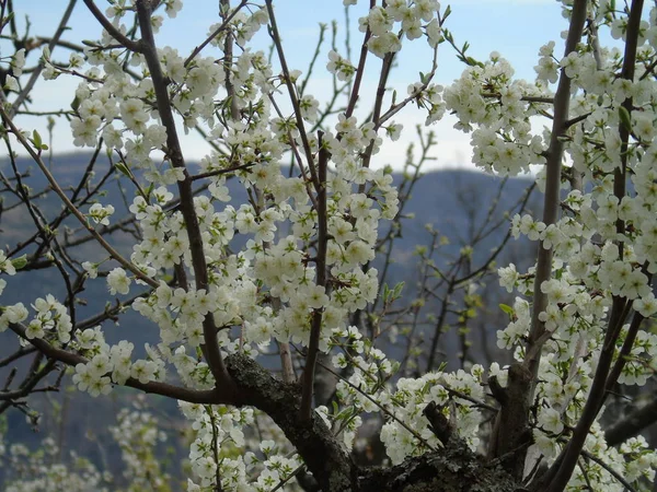 Tiglieto Włochy 2018 Piękny Podpis Kilka Kwiatów Wioski Wiosnę Wielkie — Zdjęcie stockowe