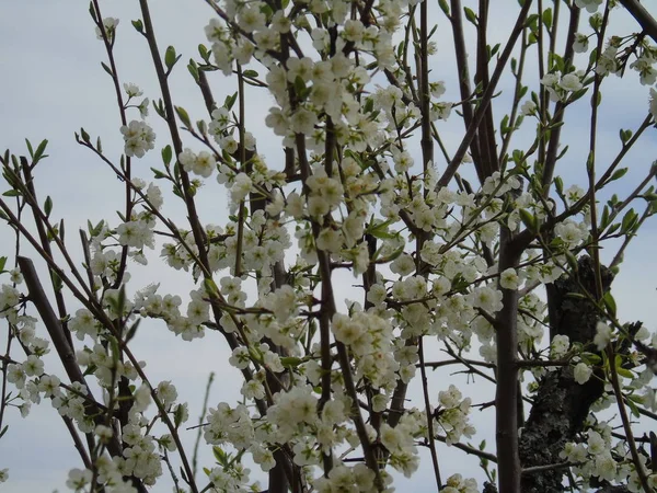 Tiglieto イタリア 2018 大きな空 春の青い空に白い桜のビューを低角度で春の村からいくつかの花の美しいキャプション — ストック写真