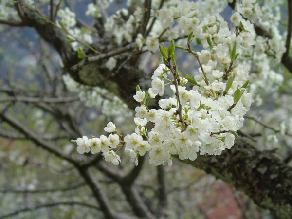 Tiglieto イタリア 2018 大きな空 春の青い空に白い桜のビューを低角度で春の村からいくつかの花の美しいキャプション — ストック写真