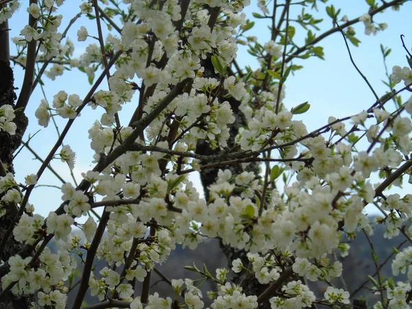 Tiglieto Talya 2018 Bahar Büyük Bir Gökyüzü Beyaz Kiraz Çiçeği — Stok fotoğraf