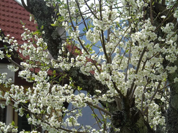 Tiglieto Talya 2018 Bahar Büyük Bir Gökyüzü Beyaz Kiraz Çiçeği — Stok fotoğraf
