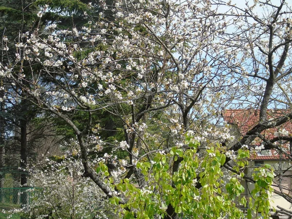 Tiglieto Italy 2018 Beautiful Caption Some Flowers Village Spring Great — Stock Photo, Image
