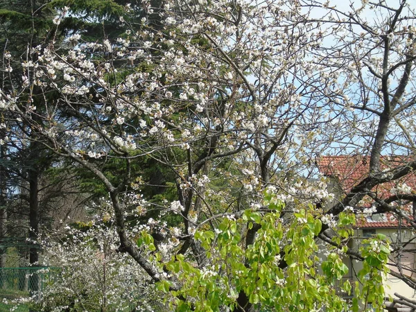 Tiglieto イタリア 2018 大きな空 春の青い空に白い桜のビューを低角度で春の村からいくつかの花の美しいキャプション — ストック写真