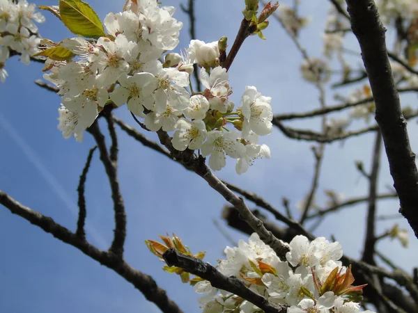 Tiglieto Italia 2018 Bella Didascalia Alcuni Fiori Del Villaggio Primavera — Foto Stock