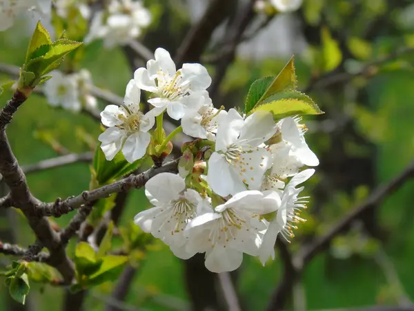 Tiglieto Itália 2018 Bela Legenda Algumas Flores Aldeia Primavera Com — Fotografia de Stock