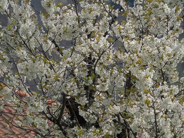 Tiglieto, İtalya - 04/23/2018: bahar büyük bir gökyüzü, beyaz kiraz çiçeği bahar mavi gökyüzü karşı düşük açılı görünümü ile köyden bazı çiçeklerin güzel resim yazısı 
