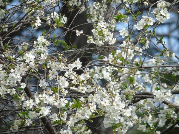 Tiglieto Italy 2018 Beautiful Caption Some Flowers Village Spring Great — стоковое фото