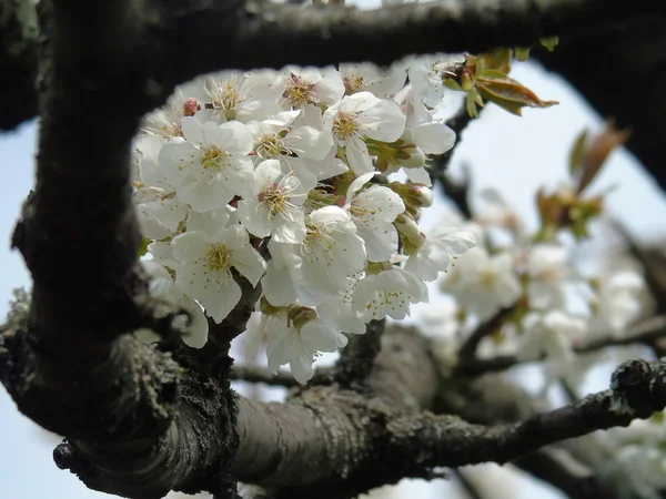 Tiglieto Itália 2018 Bela Legenda Algumas Flores Aldeia Primavera Com — Fotografia de Stock