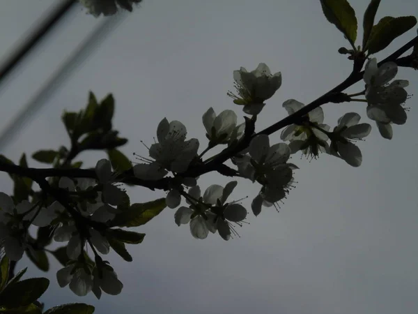Tiglieto 이탈리아 2018 봄에서 하늘에 벚꽃의 봄에서 마에서 — 스톡 사진