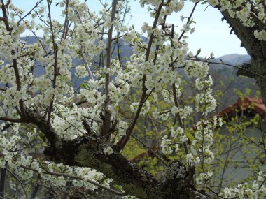 Tiglieto, İtalya - 04/23/2018: bahar büyük bir gökyüzü, beyaz kiraz çiçeği bahar mavi gökyüzü karşı düşük açılı görünümü ile köyden bazı çiçeklerin güzel resim yazısı 