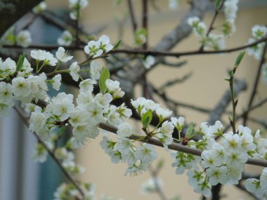 Tiglieto, İtalya - 04/23/2018: bahar büyük bir gökyüzü, beyaz kiraz çiçeği bahar mavi gökyüzü karşı düşük açılı görünümü ile köyden bazı çiçeklerin güzel resim yazısı 