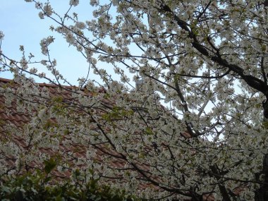 Tiglieto, İtalya - 04/23/2018: bahar büyük bir gökyüzü, beyaz kiraz çiçeği bahar mavi gökyüzü karşı düşük açılı görünümü ile köyden bazı çiçeklerin güzel resim yazısı 