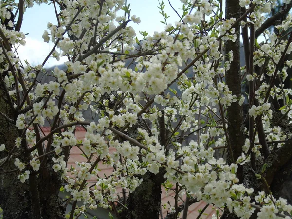 Tiglieto 이탈리아 2018 봄에서 하늘에 벚꽃의 봄에서 마에서 — 스톡 사진