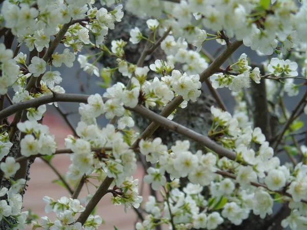 Tiglieto イタリア 2018 大きな空 春の青い空に白い桜のビューを低角度で春の村からいくつかの花の美しいキャプション — ストック写真