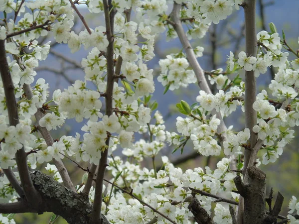 Tiglieto Itália 2018 Bela Legenda Algumas Flores Aldeia Primavera Com — Fotografia de Stock