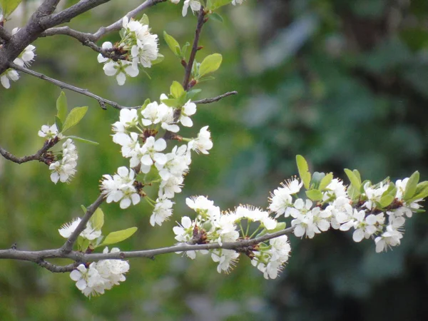 Tiglieto Itália 2018 Bela Legenda Algumas Flores Aldeia Primavera Com — Fotografia de Stock