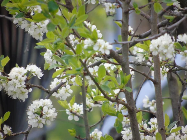 Tiglieto Italie 2018 Belle Légende Quelques Fleurs Village Printemps Avec — Photo