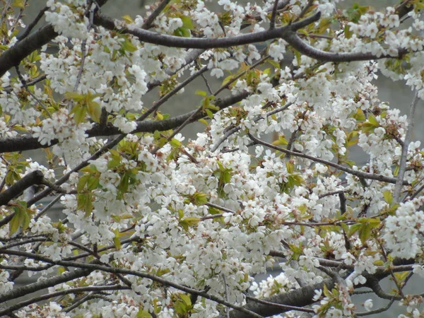 意大利 Tiglito 2018 春天村庄的一些花的美丽标题与伟大的天空 低角度的看法白色樱花对蓝天在春天 — 图库照片