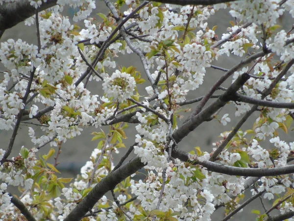 Tiglieto イタリア 2018 大きな空 春の青い空に白い桜のビューを低角度で春の村からいくつかの花の美しいキャプション — ストック写真