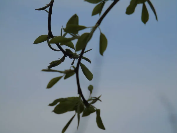 Tiglieto Itália 2018 Bela Legenda Algumas Flores Aldeia Primavera Com — Fotografia de Stock