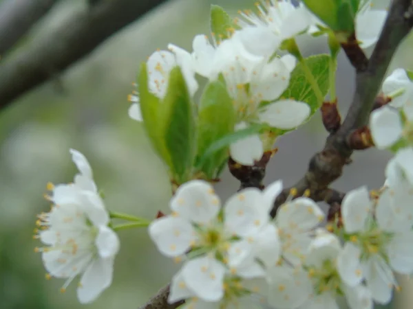 Tiglieto Itália 2018 Bela Legenda Algumas Flores Aldeia Primavera Com — Fotografia de Stock