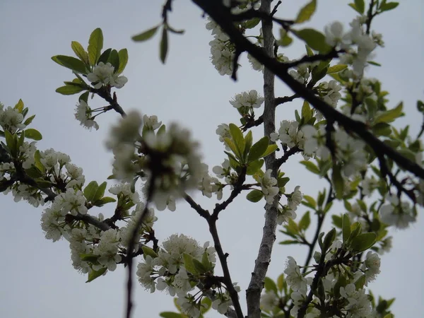 Tiglieto イタリア 2018 大きな空 春の青い空に白い桜のビューを低角度で春の村からいくつかの花の美しいキャプション — ストック写真