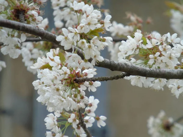 Tiglieto Italie 2018 Belle Légende Quelques Fleurs Village Printemps Avec — Photo