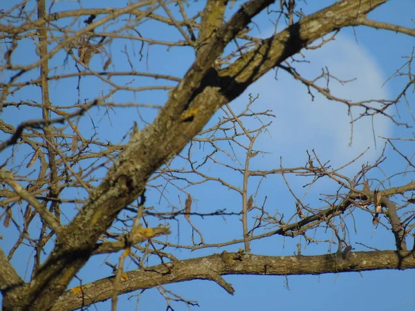 リグーリア州イタリア 2019 隠された山と冬の日の背景の美しい青い空との日村木から完全月光の素晴らしい写真 — ストック写真