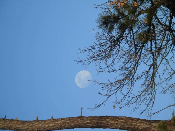 リグーリア州イタリア 2019 隠された山と冬の日の背景の美しい青い空との日村木から完全月光の素晴らしい写真 — ストック写真