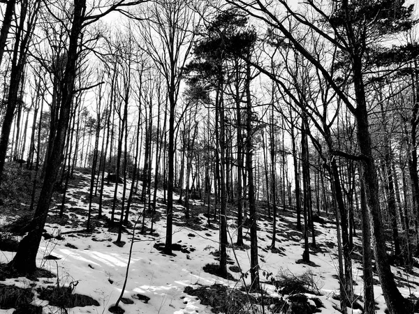 Tiglieto, İtalya - 02/26/2019: güzel gri arka plan ile bazı güzel çiçekler ve ağaçlar yaprak ve dağlara küçük görünümü olmadan kışın köyde ilk kar.