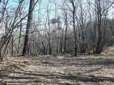 Liguria, İtalya 03/30/2019: şaşırtıcı bir resim yazısı eski ve uzun boylu ağaçlar yaprak ve çiçek olmadan bahar bitki, güzel evler görünümüne yüksek kısmında Genova ve şaşırtıcı mavi gökyüzü arka planda yakınlarındaki bir kasabada.