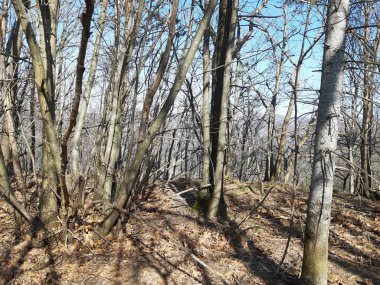 Liguria, İtalya 03/30/2019: şaşırtıcı bir resim yazısı eski ve uzun boylu ağaçlar yaprak ve çiçek olmadan bahar bitki, güzel evler görünümüne yüksek kısmında Genova ve şaşırtıcı mavi gökyüzü arka planda yakınlarındaki bir kasabada.