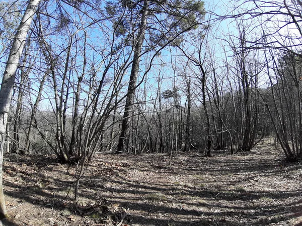 Ligurie Italie 2019 Une Légende Étonnante Vieux Grands Arbres Dans — Photo