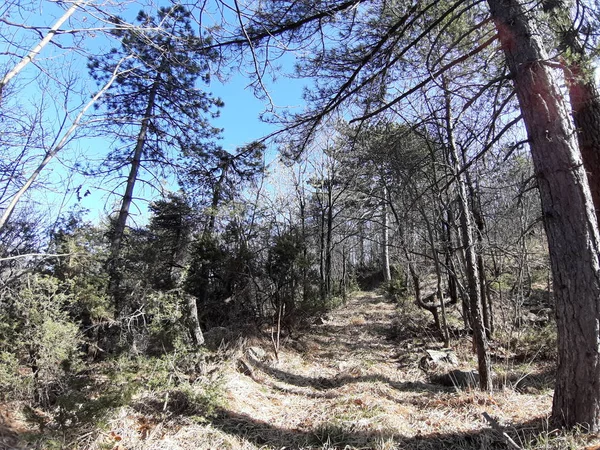 Ligurie Italie 2019 Une Légende Étonnante Vieux Grands Arbres Dans — Photo