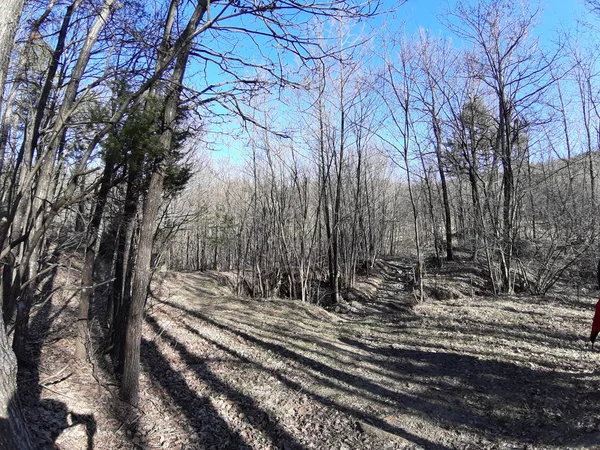 Ligurie Italie 2019 Une Légende Étonnante Vieux Grands Arbres Dans — Photo