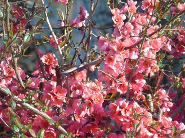 Liguria, İtalya 03/29/2019: kiraz ağacı ve köyün ilk amzing bahar çiçekleri ve arka planda inanılmaz bir mavi gökyüzü ile diğer farklı meyve bitkiler güzel resim yazısı. 