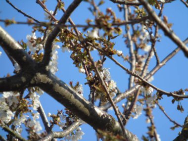 Liguria, İtalya 03/29/2019: kiraz ağacı ve köyün ilk amzing bahar çiçekleri ve arka planda inanılmaz bir mavi gökyüzü ile diğer farklı meyve bitkiler güzel resim yazısı. 
