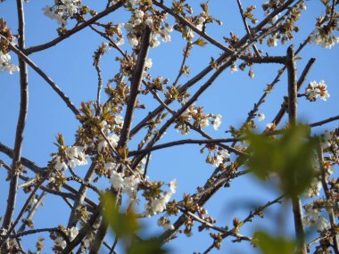 Liguria, İtalya 03/29/2019: kiraz ağacı ve köyün ilk amzing bahar çiçekleri ve arka planda inanılmaz bir mavi gökyüzü ile diğer farklı meyve bitkiler güzel resim yazısı. 