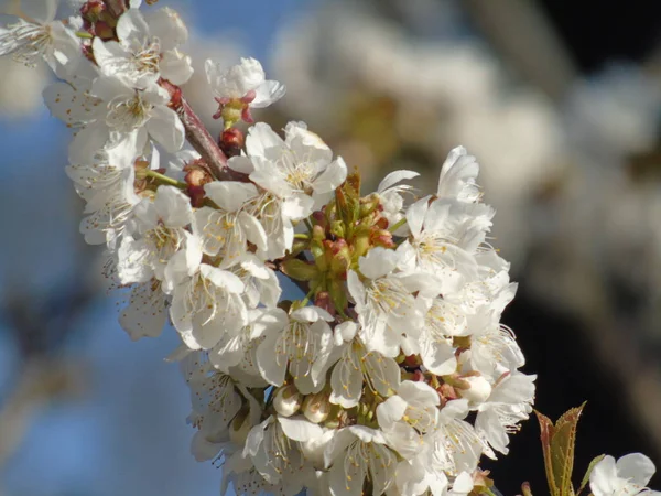 イタリア リグーリア州 2019 桜の木やその他のさまざまなフルーツ植物村の最初の Amzing 春の花と背景の信じられないほどの青い空の美しいキャプション — ストック写真